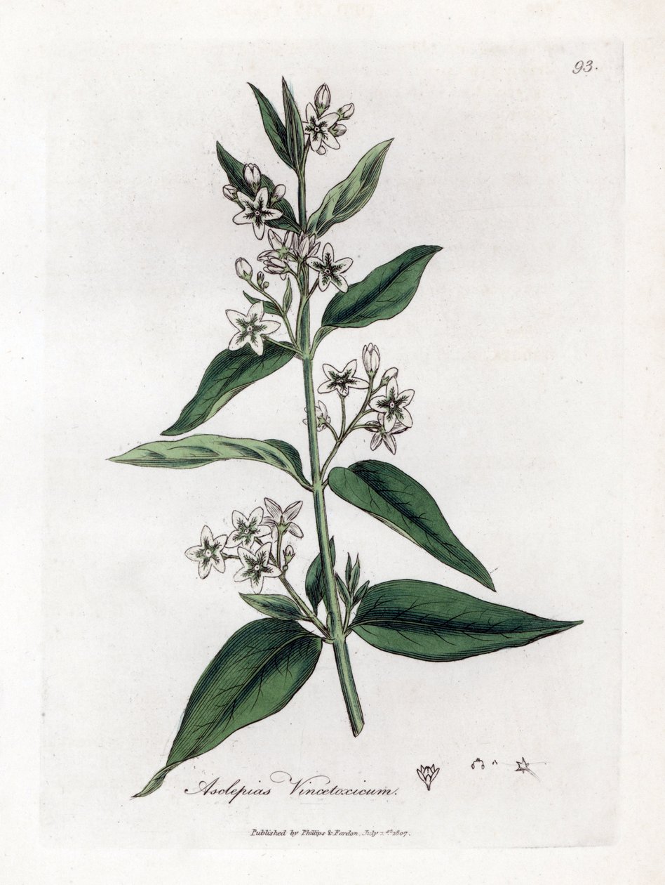 Variete d'asclepias - Svaleurt, Asclepias vincetoxicum. Håndfarget kobberstikk fra en botanisk illustrasjon av James Sowerby fra William Woodville og Sir William Jackson Hookers "" Medical Botany,"" John Bohn, London av James Sowerby