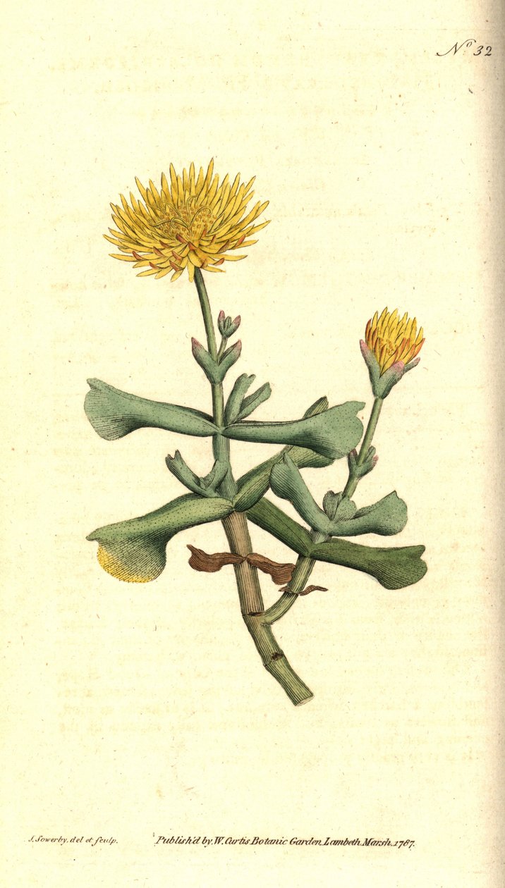 Variety of ficoid - Hatchet-leaved fiken ringblomst, Mesembryanthemum dolabriforme. Håndfarget kobberstikk og botanisk illustrasjon av James Sowerby fra William Curtis' The Botanical Magazine, Lambeth Marsh, London av James Sowerby