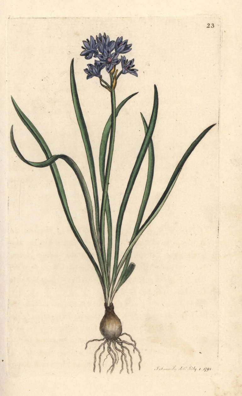 Vernal eller spring squill, Scilla verna (Spring Scille) Håndfarget kobberstikk etter en illustrasjon av James Sowerby fra James Smith's English Botany, London av James Sowerby