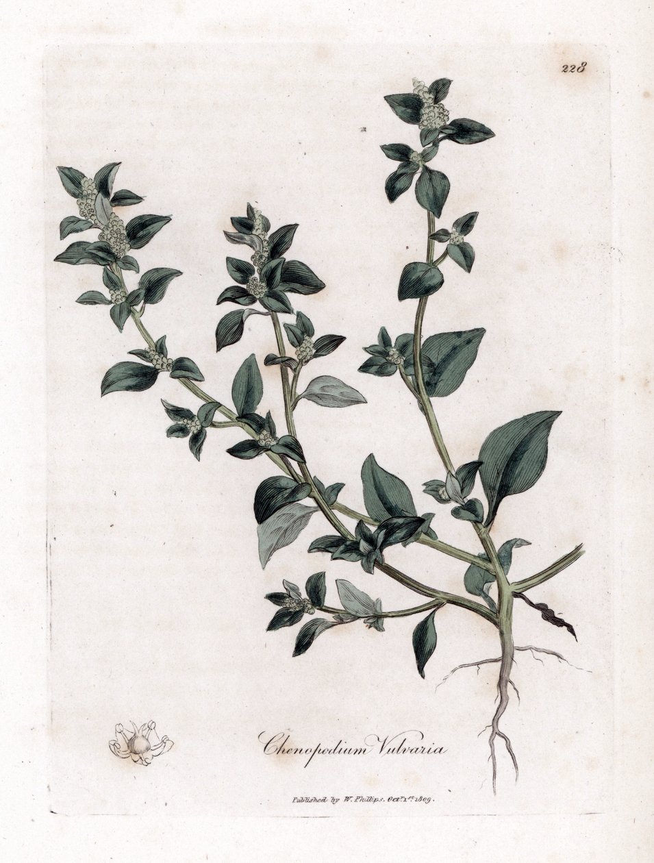 Vuvaire - Stinkende gåsefot, Chenopodium vulvaria. Håndfarget kobberstikk fra en botanisk illustrasjon av James Sowerby fra William Woodville og Sir William Jackson Hookers "" Medical Botany,"" John Bohn, London av James Sowerby