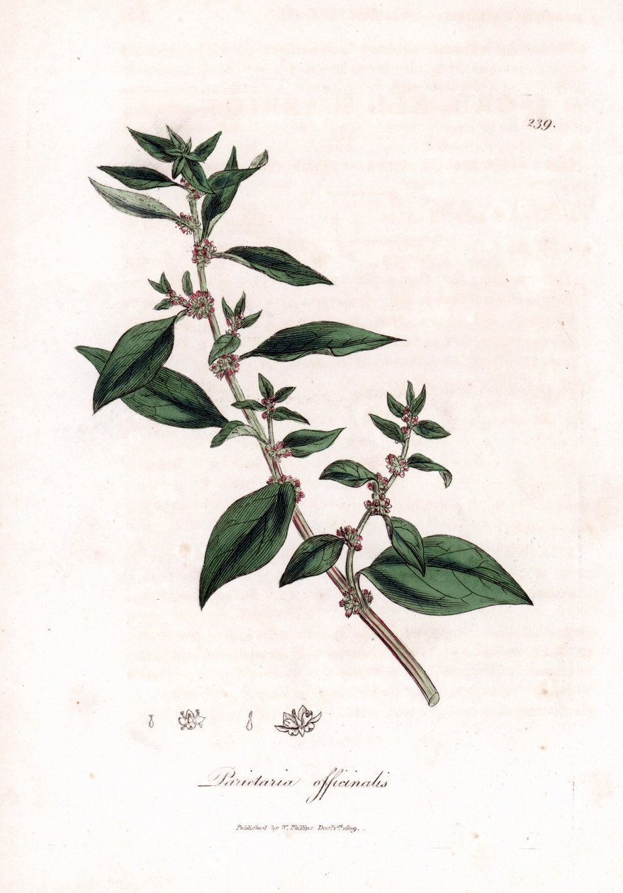 Veggpellitory, Parietaria officinalis. Håndfarget kobberstikk fra en botanisk illustrasjon av James Sowerby fra William Woodville og Sir William Jackson Hookers "" Medical Botany,"" John Bohn, London av James Sowerby