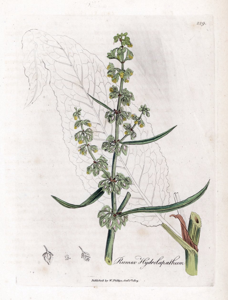 Water Patience eller Aquatic Patience - Flott vannbrygge, Rumex hydrolapathum. Håndfarget kobberstikk fra en botanisk illustrasjon av James Sowerby fra William Woodville og Sir William Jackson Hookers "" Medical Botany,"" John Bohn, Lon av James Sowerby