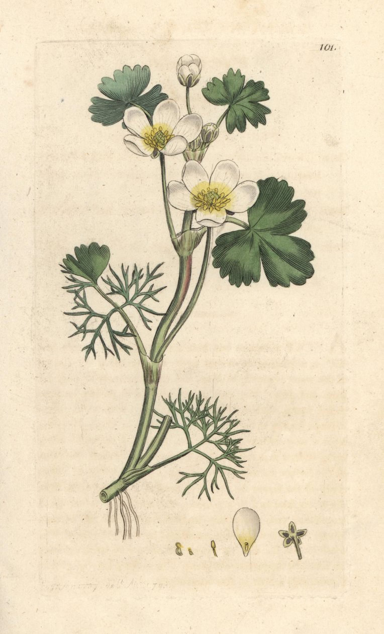 Vannkråkefot, Ranunculus aquatilis (Aquatic Buttercup) Håndfarget kobberstikk etter en illustrasjon av James Sowerby fra James Smith's English Botany, London av James Sowerby