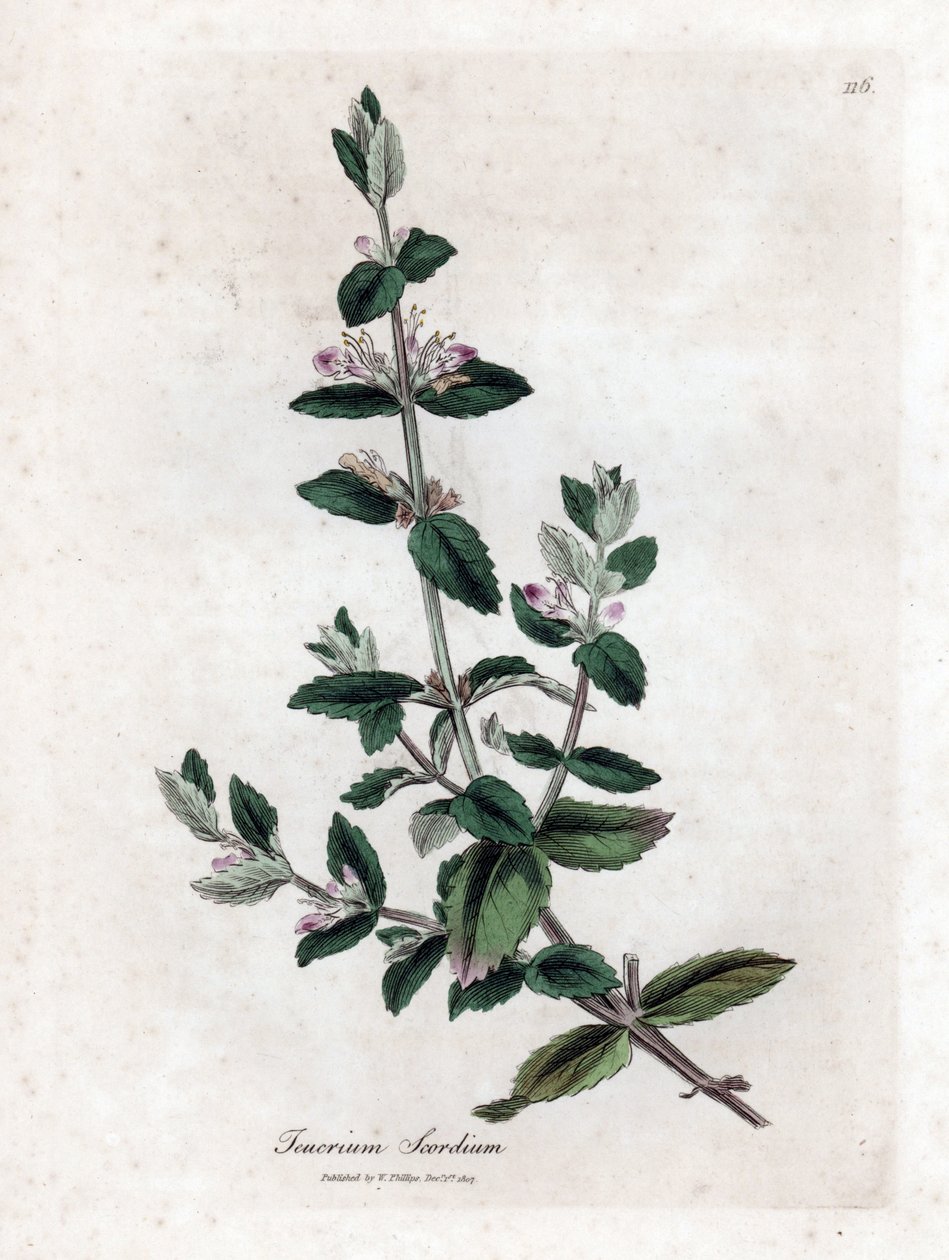 Vann germandree - Vann germandree, Teucrium scordium. Håndfarget kobberstikk fra en botanisk illustrasjon av James Sowerby fra William Woodville og Sir William Jackson Hookers "" Medical Botany,"" John Bohn, London av James Sowerby