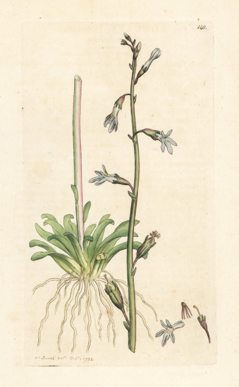 Vannlobelia, Lobelia dortmanna (Lobelie de Dortmann) Håndfarget kobberstikk etter en illustrasjon av James Sowerby fra James Smith's English Botany, London av James Sowerby