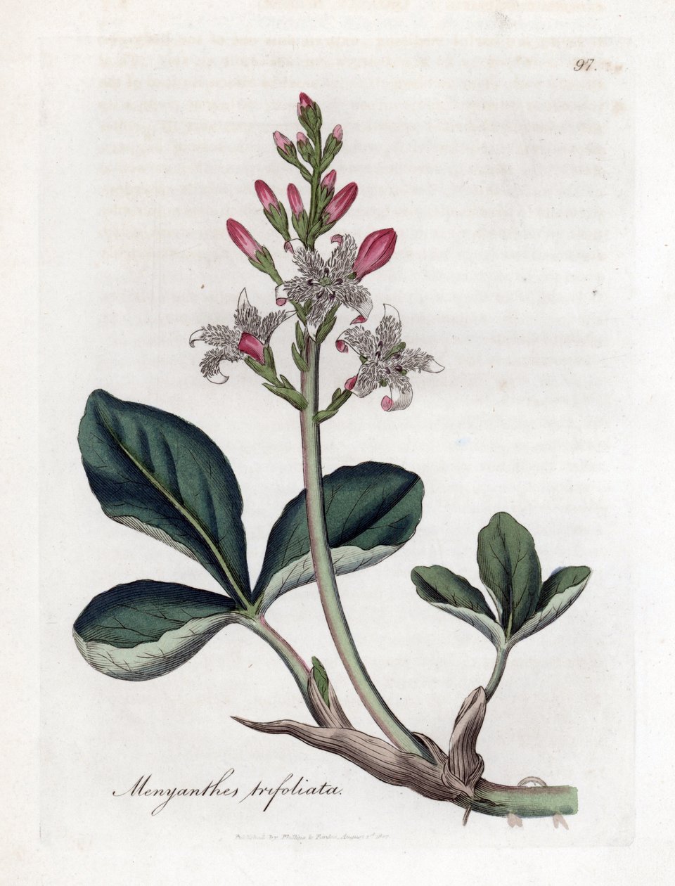 Vann trefoil eller buckbean, Menyanthes trifoliata. Håndfarget kobberstikk fra en botanisk illustrasjon av James Sowerby fra William Woodville og Sir William Jackson Hookers "" Medical Botany,"" John Bohn, London av James Sowerby