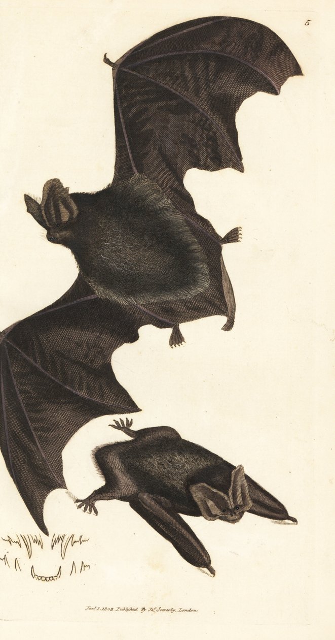 Western barbastelle flaggermus, Barbastella barbastellus barbastellus (Vespertilio barbastellus). Håndfarget kobberstikk av James Sowerby fra The British Miscellany, eller fargede figurer av nye, sjeldne eller lite kjente dyreemner. av James Sowerby