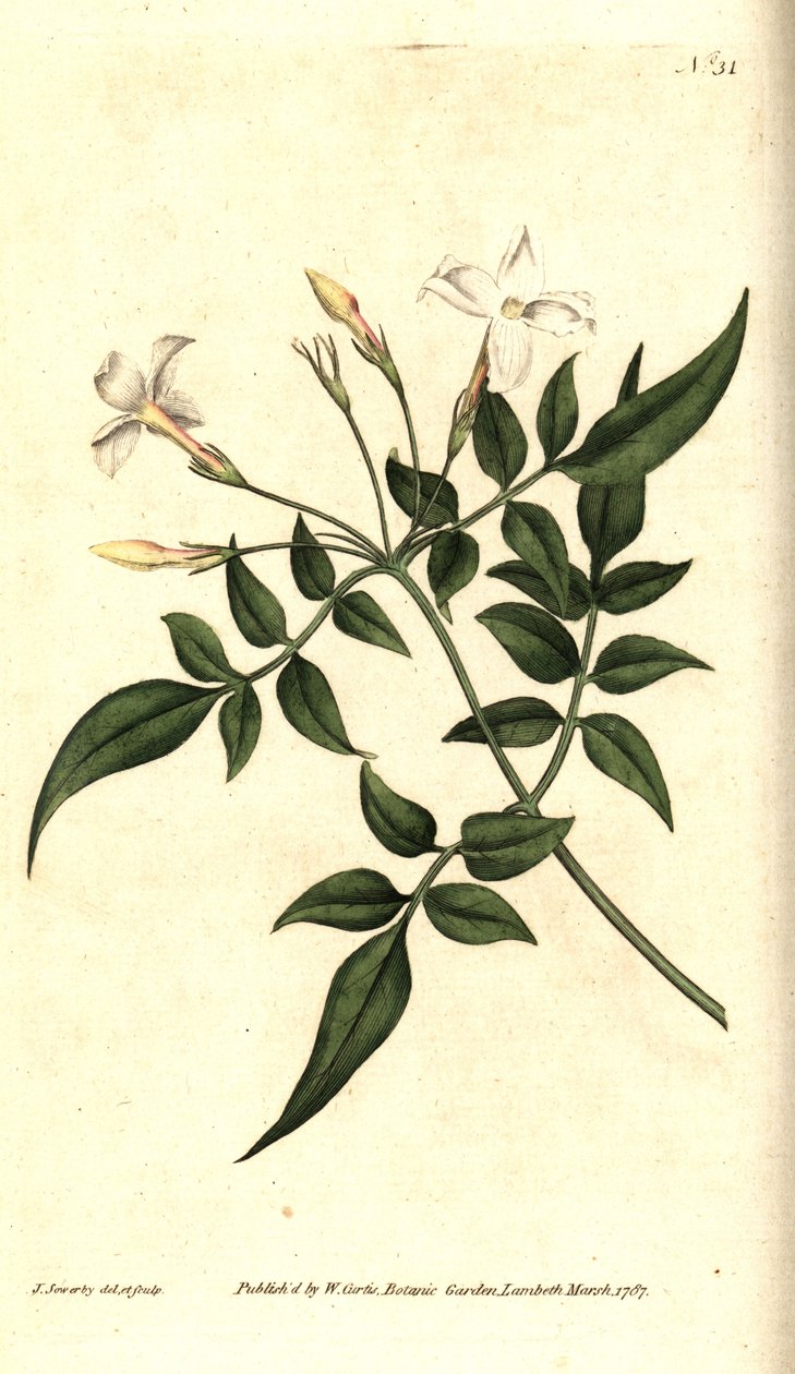 White Jasmine (eller Jasmine officinal) - Vanlig Jasmine eller Jessamine, Jasminum officinale. Håndfarget kobberstikk og botanisk illustrasjon av James Sowerby fra William Curtis' The Botanical Magazine, Lambeth Marsh, London av James Sowerby