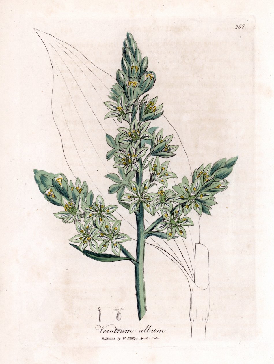 White Veratre (tidligere hvit hellebore) - White hellebore, Veratrum album. Håndfarget kobberstikk fra en botanisk illustrasjon av James Sowerby fra William Woodville og Sir William Jackson Hookers "" Medical Botany,"" John Bohn, London av James Sowerby