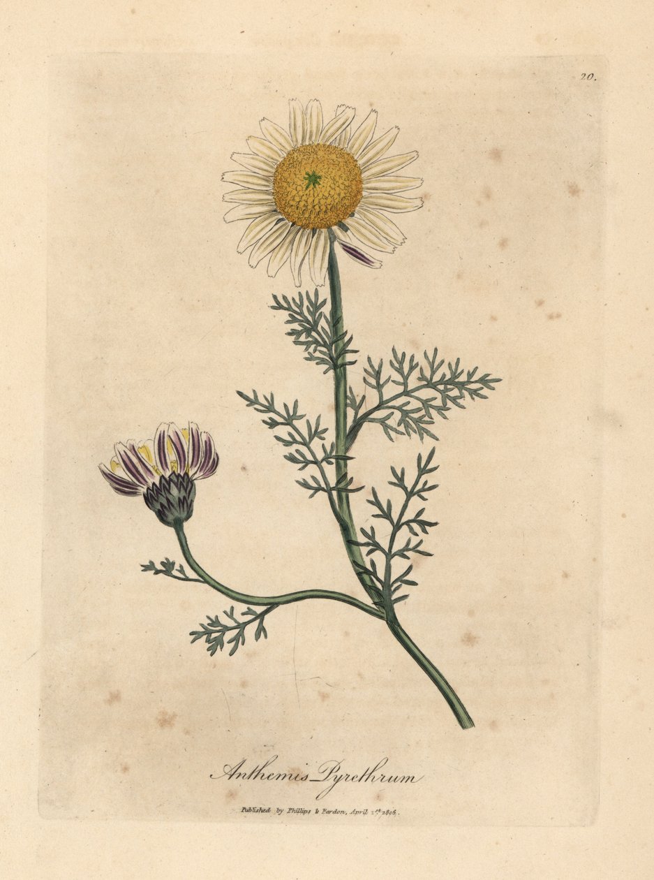 Hvit og gul spansk kamille, Anthemis pyrethrum av James Sowerby