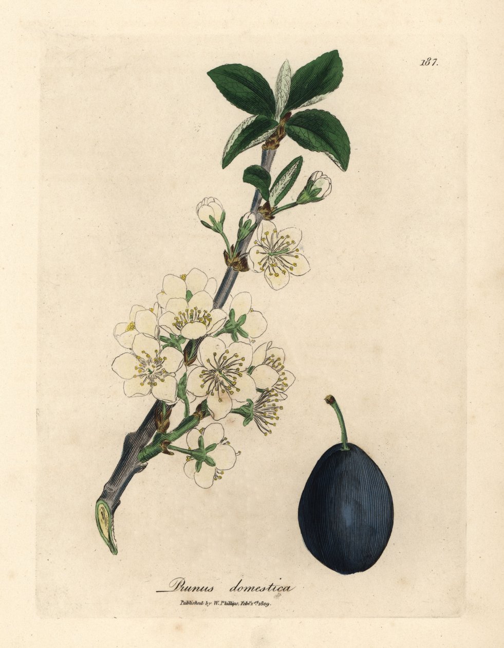 Hvit blomst og frukt av plomme- eller svisketreet, Prunus domestica av James Sowerby