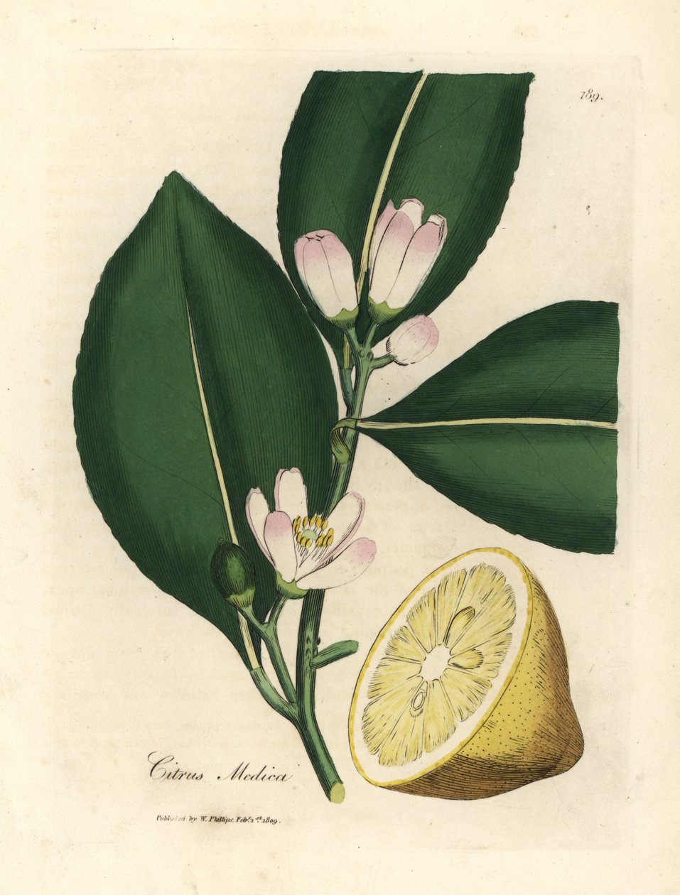 Hvit blomst og segment av moden frukt av sitrontreet, Citrus medica av James Sowerby