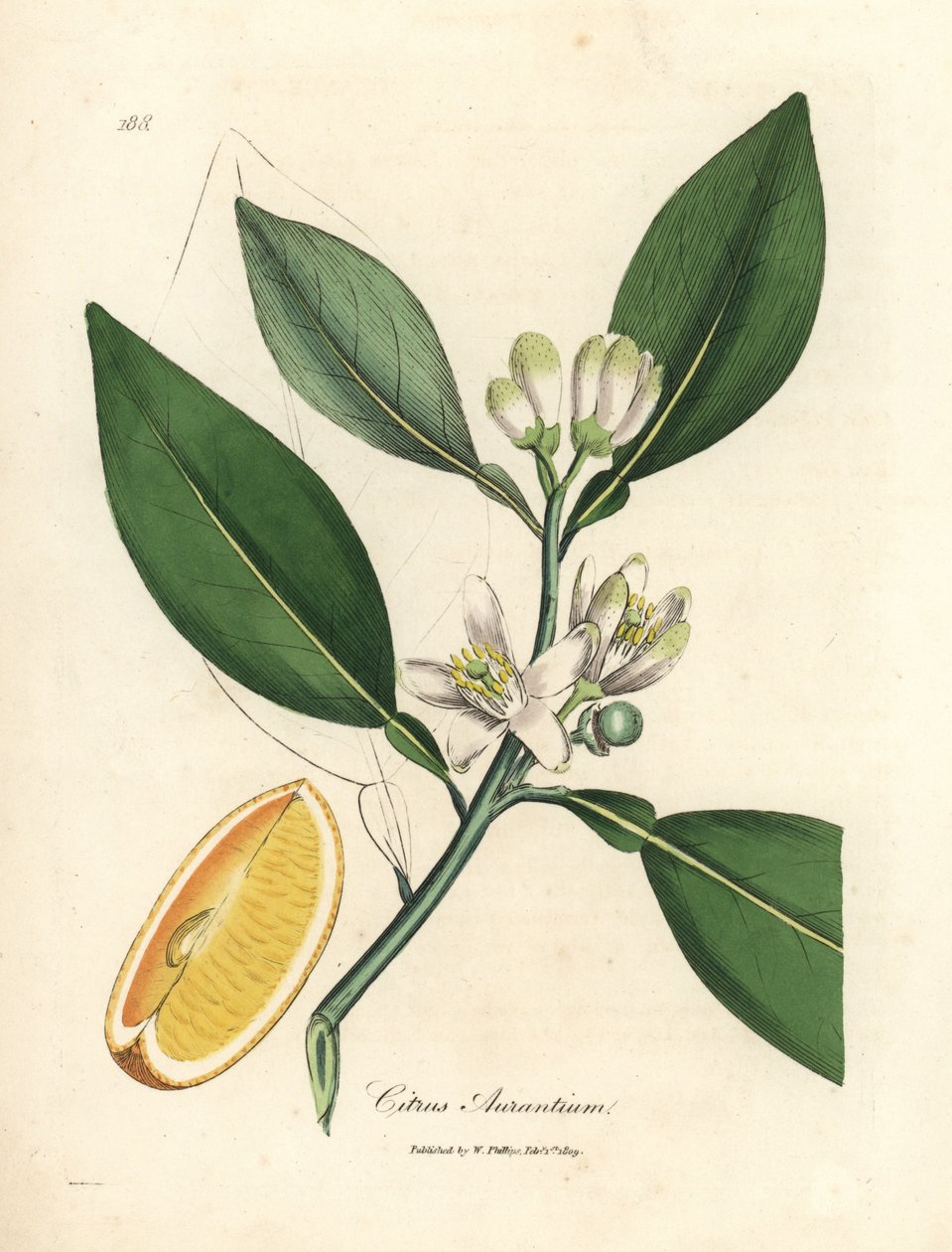 Hvit blomst og segment av moden frukt av appelsintreet, Citrus aurantium av James Sowerby