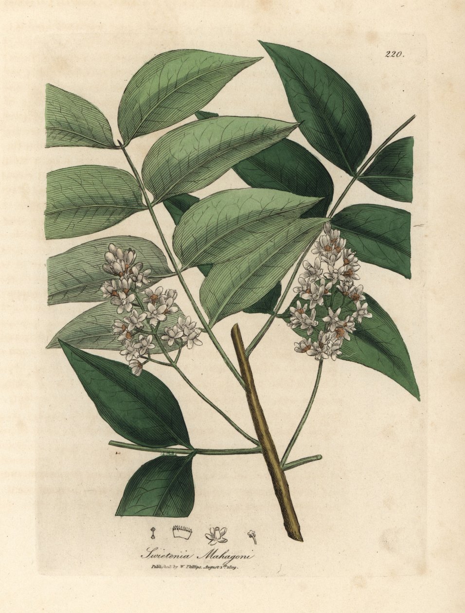 Hvitblomstret mahognitre, Swietenia mahogani av James Sowerby