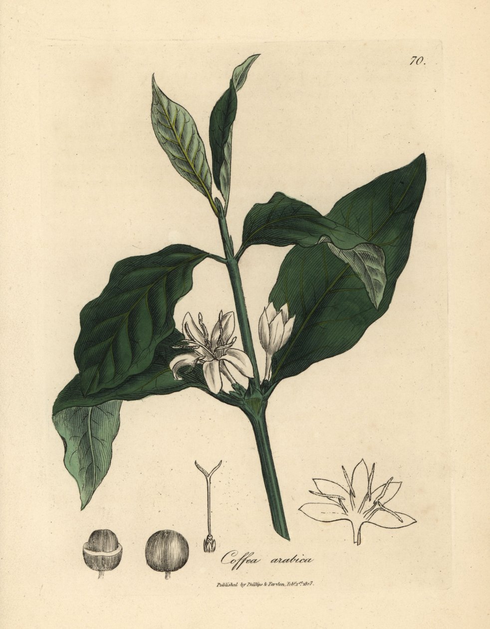Hvit blomst, blader og bønne fra kaffeplanten Coffea arabica av James Sowerby