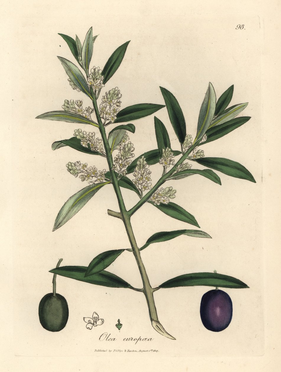 Hvitblomstret europeisk oliventre med frukt, Olea europaea av James Sowerby