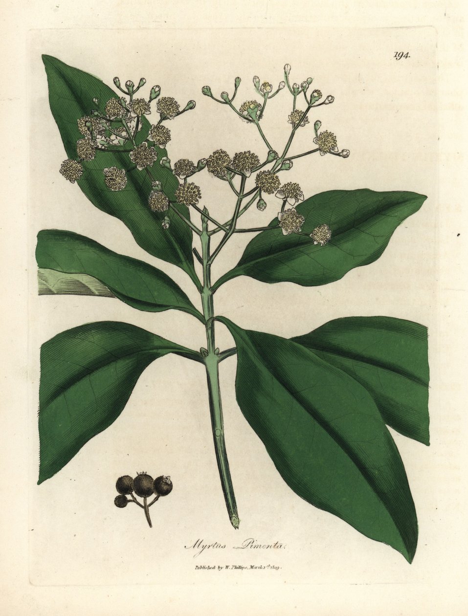 Hvitblomstret kryddertre, Myrtus pimenta av James Sowerby