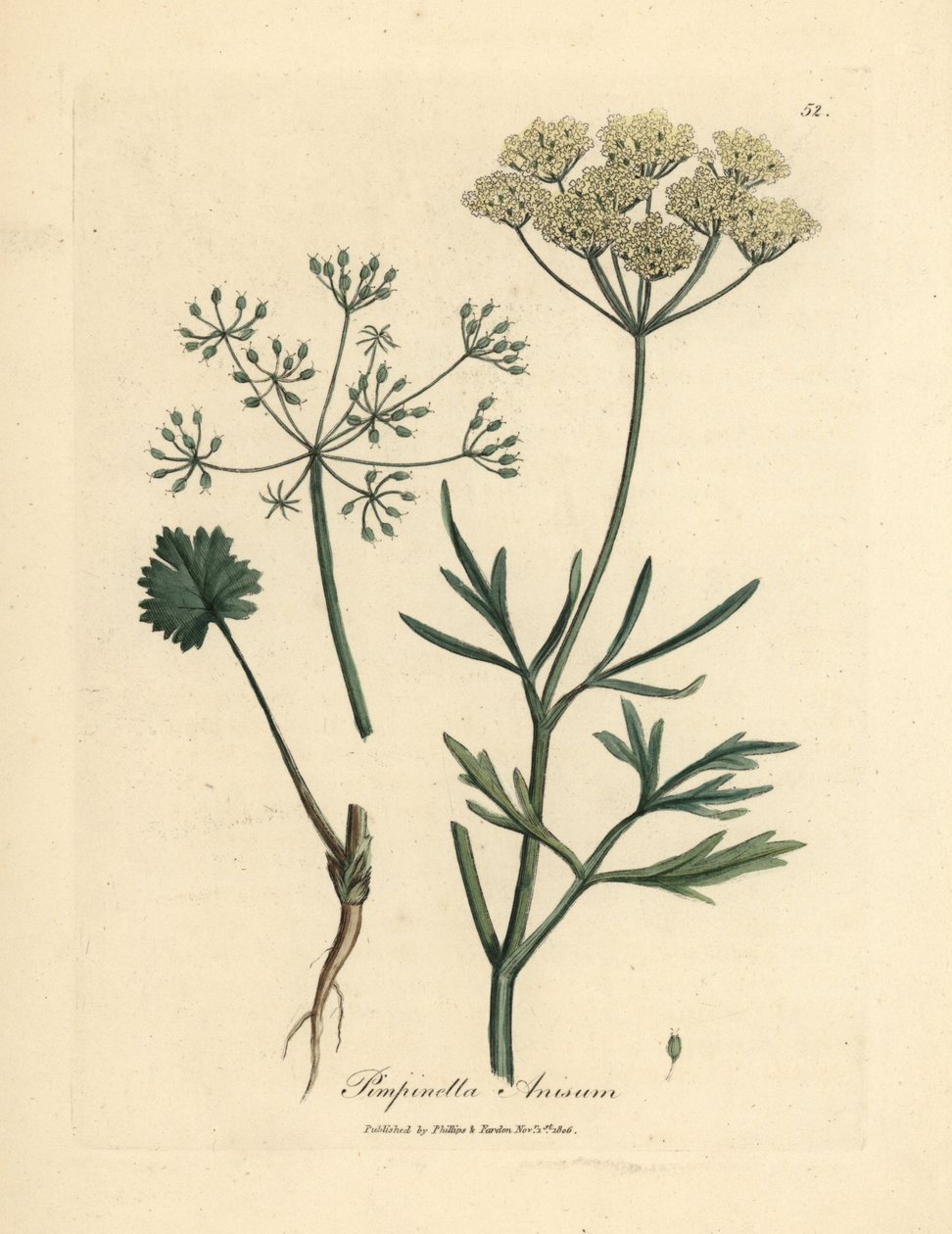 Hvitblomstret anis, Pimpinella anisum av James Sowerby