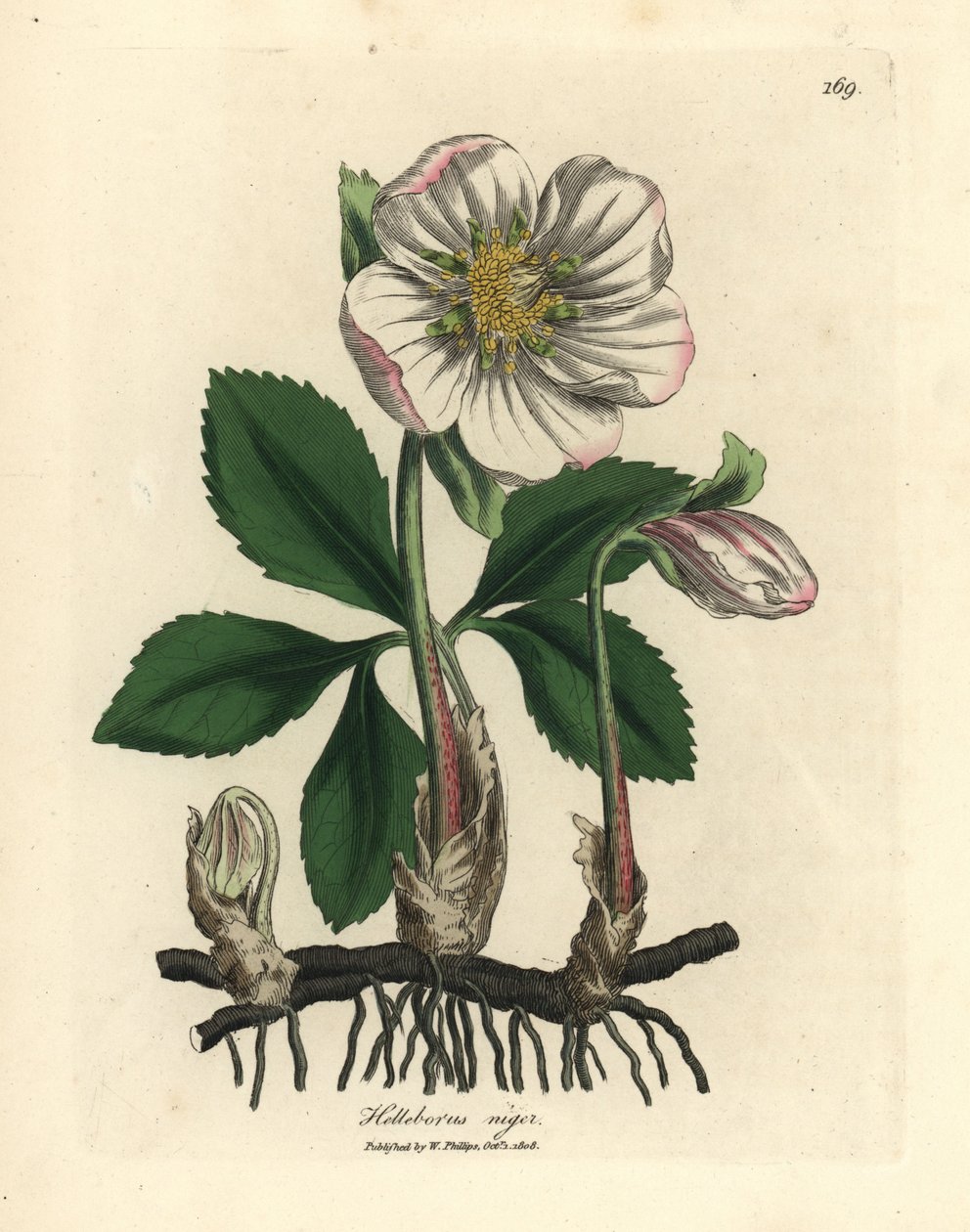Hvitblomstret svart hellebore eller julerose, Helleborus niger av James Sowerby
