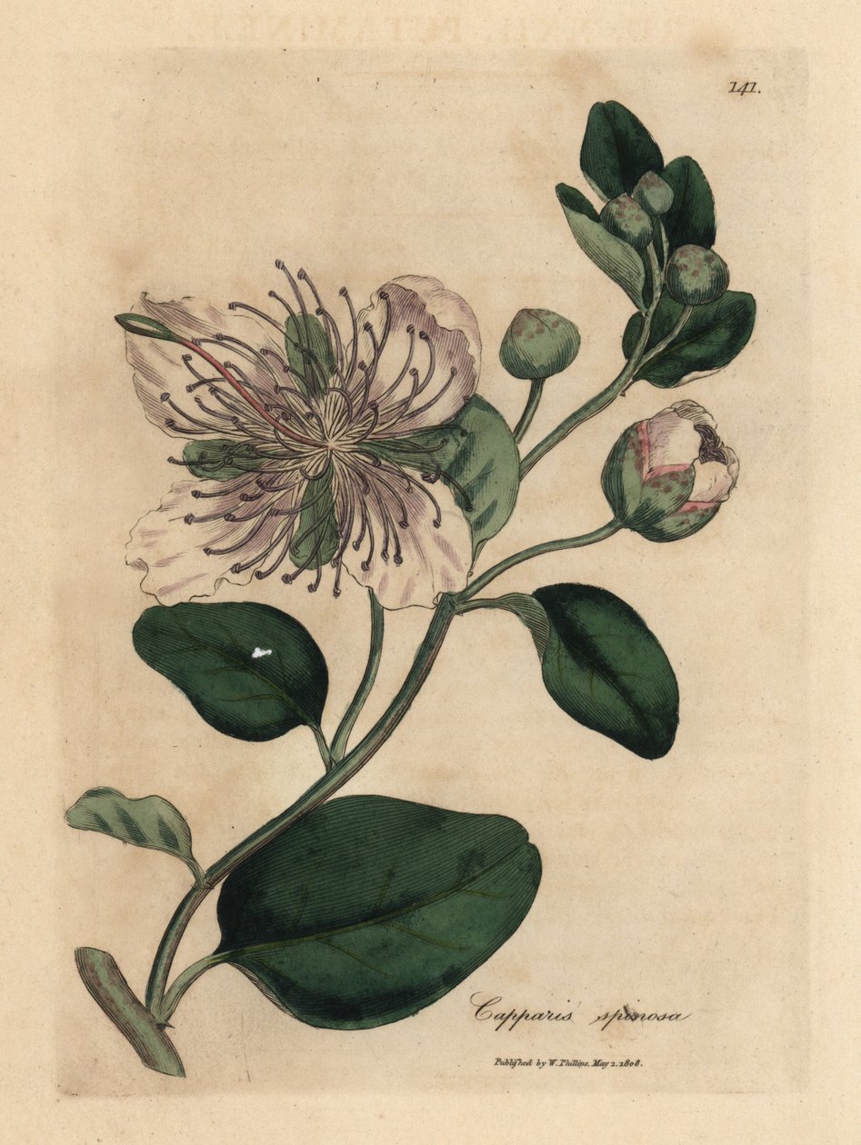 Hvitblomstret kapersbusk, Capparis spinosa av James Sowerby
