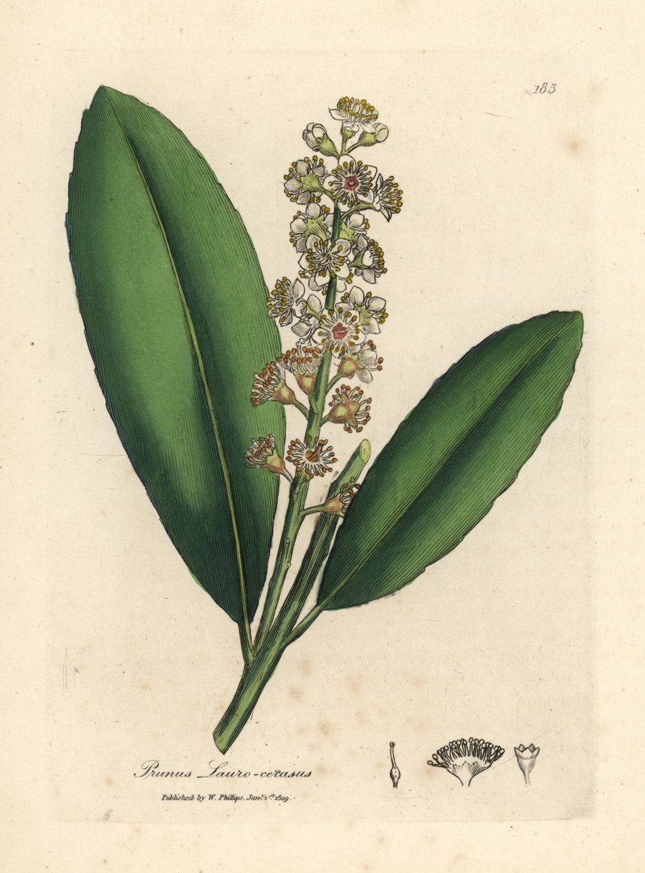 Hvitblomstret kirsebærlaurbærtre, Prunus laurocerasus av James Sowerby