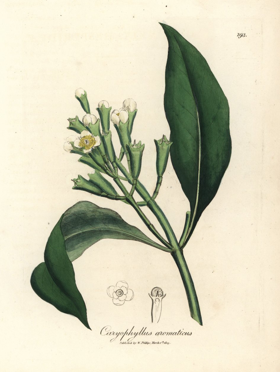 Hvitblomstret kryddernellik, Caryophyllus aromaticus av James Sowerby