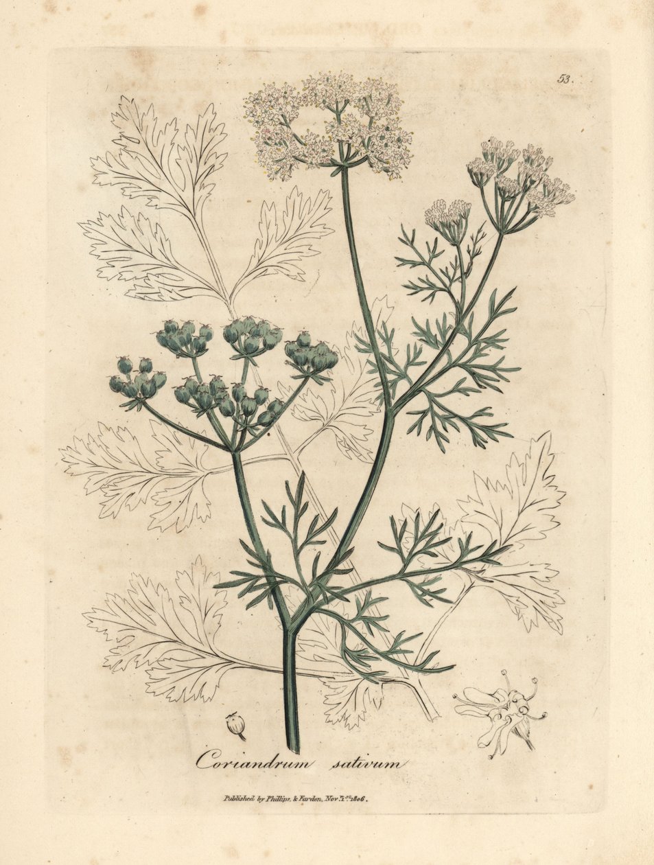Hvitblomstret koriander, Coriandrum sativum av James Sowerby
