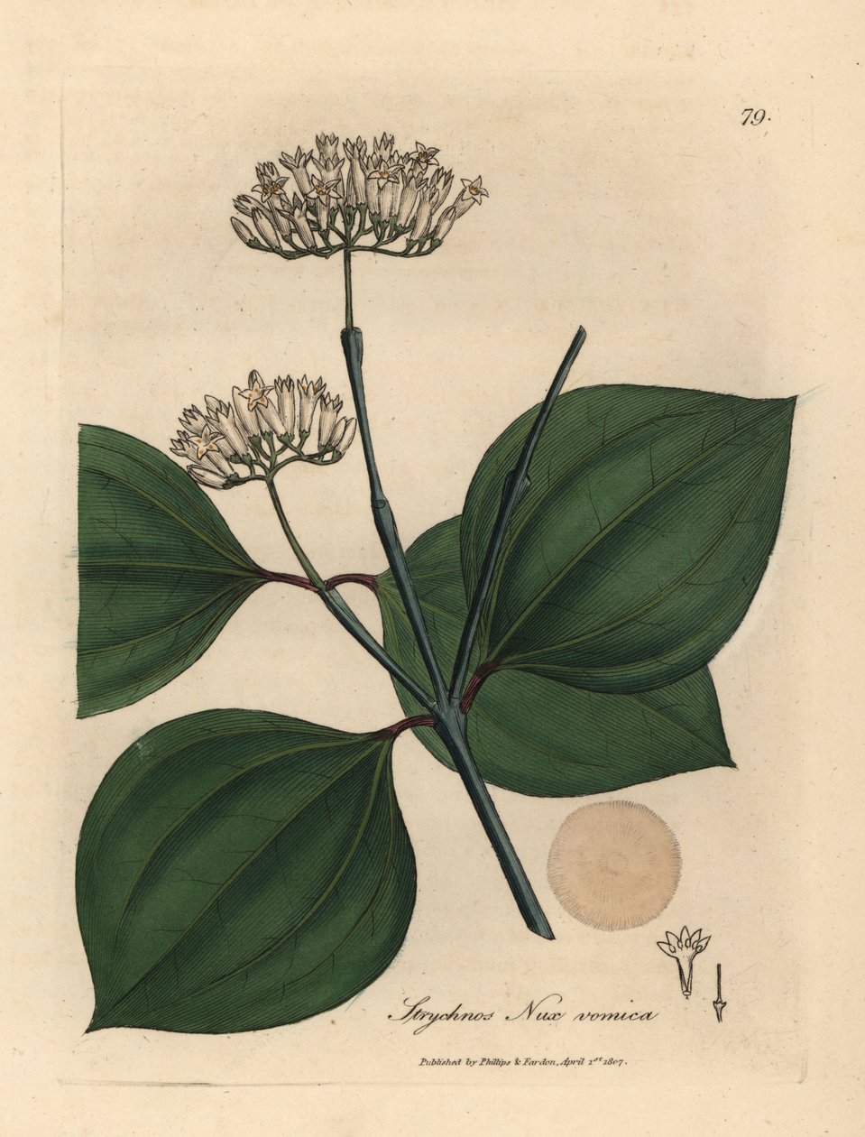 Hvitblomstret giftnøtt, Strychnos nux vomica av James Sowerby