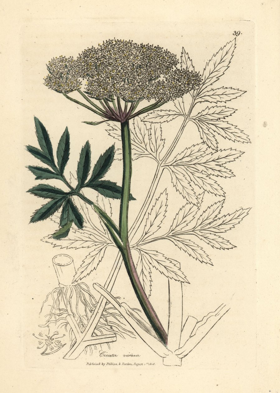 Hvitblomstret vannhemlock, Cicuta virosa av James Sowerby
