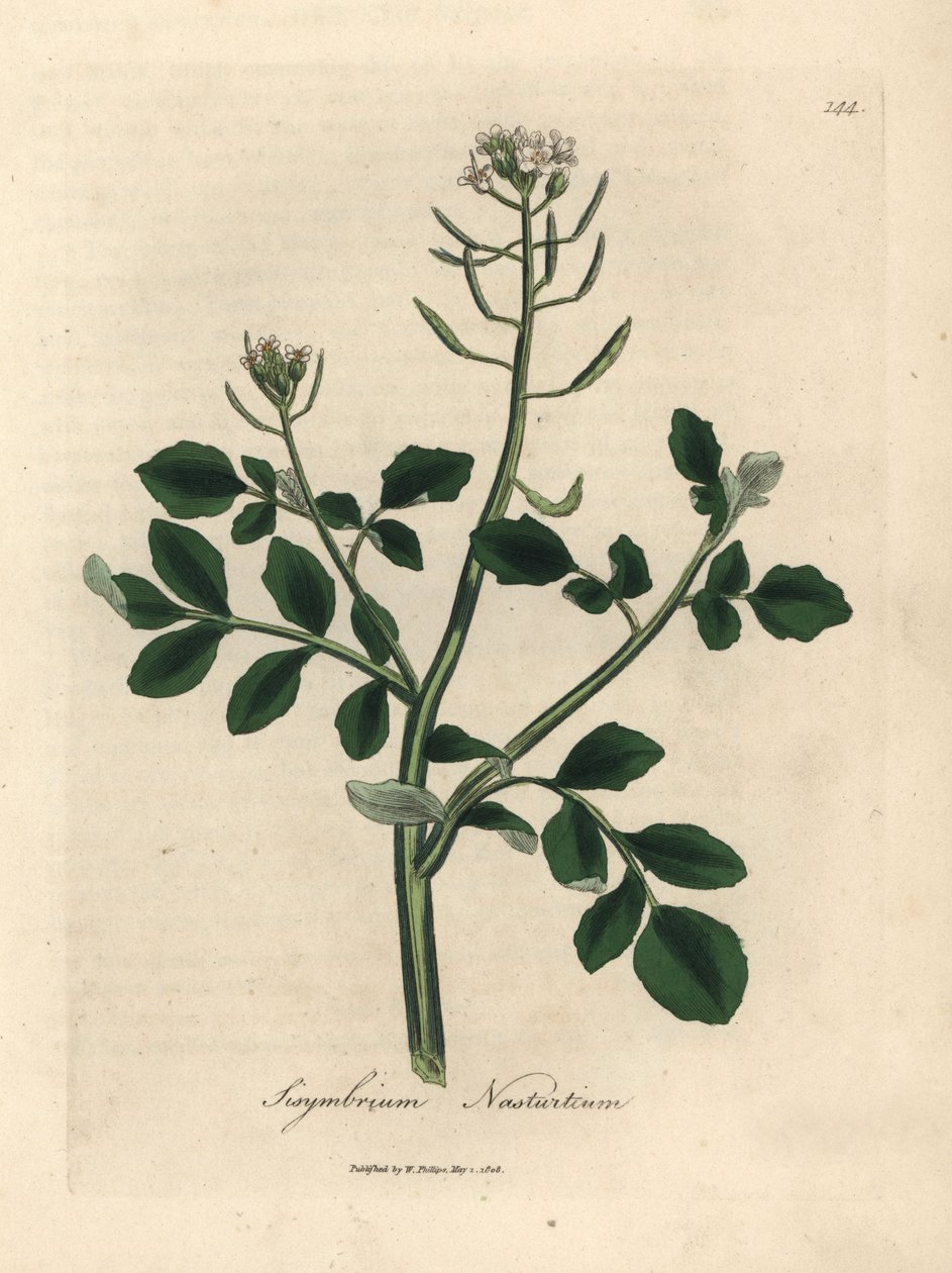 Hvitblomstret brønnkarse, Sisymbrium nasturtium av James Sowerby