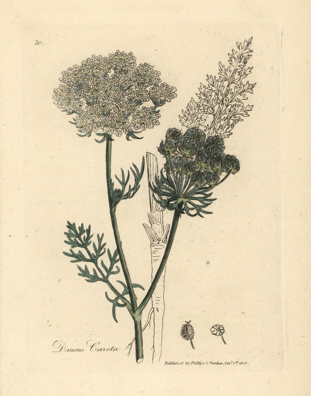 Hvitblomstret vill gulrotplante, Daucus carota av James Sowerby