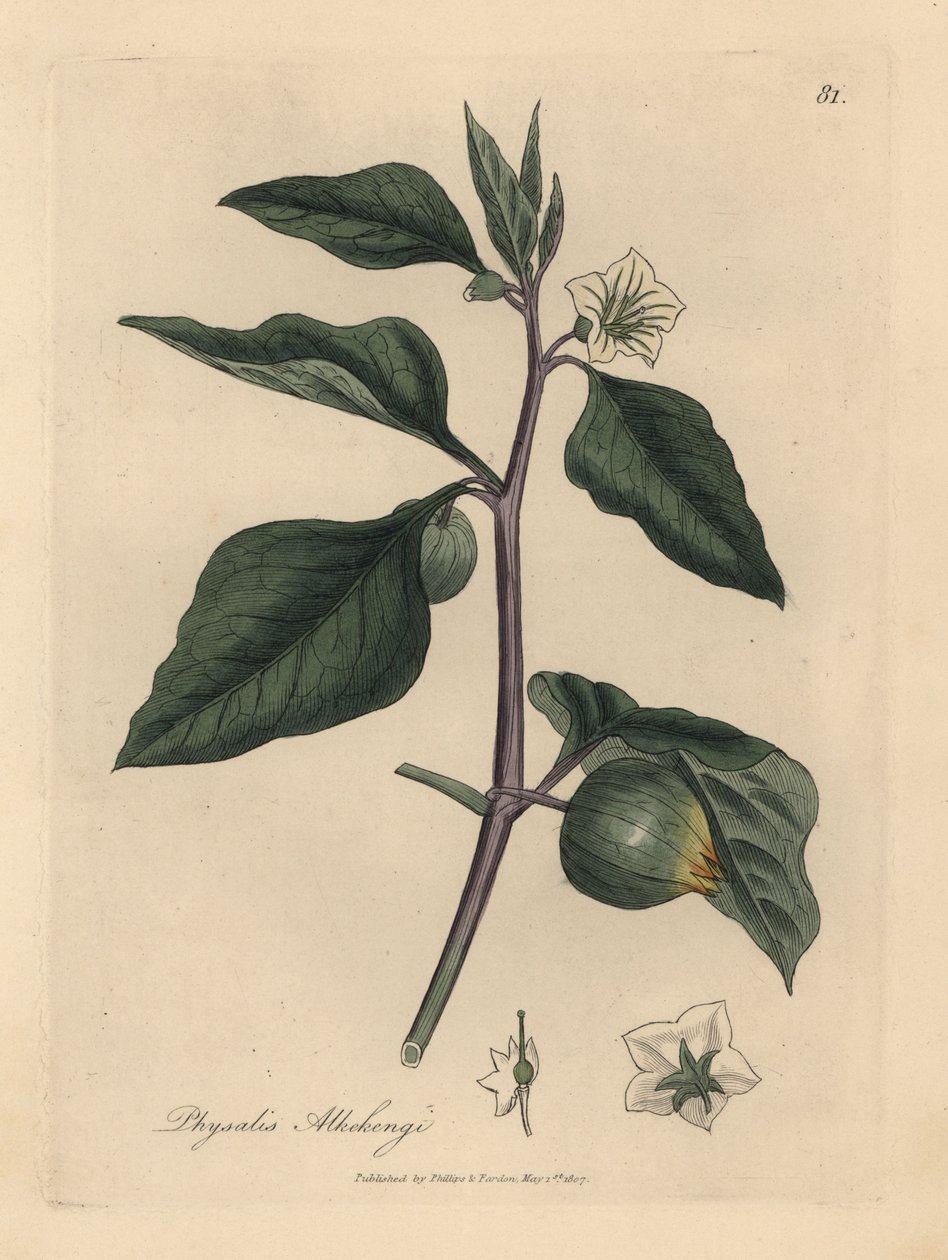 Hvitblomstret vinterkirsebær, Physalis alkekengi av James Sowerby