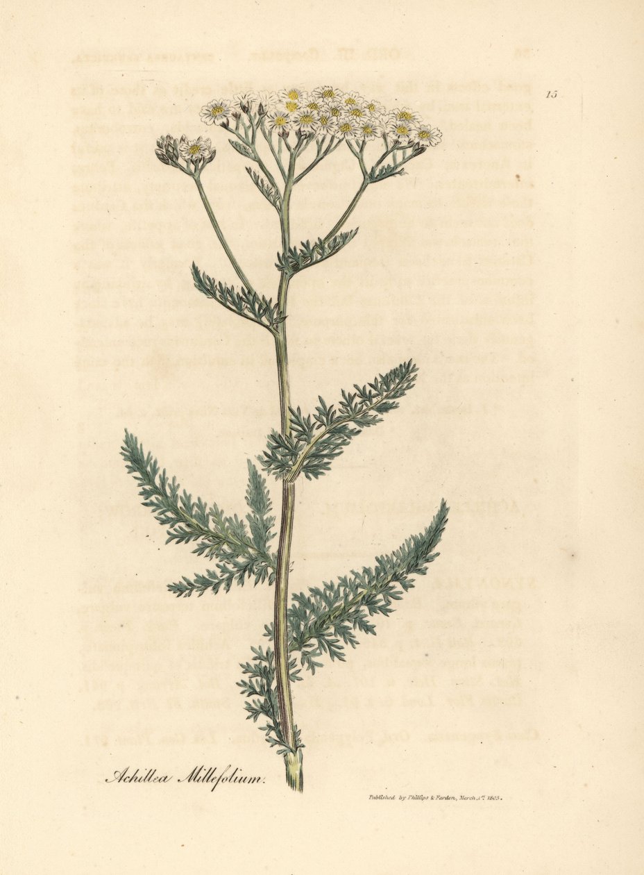 Hvitblomstret ryllik eller milfoil, Achillea millefolium av James Sowerby