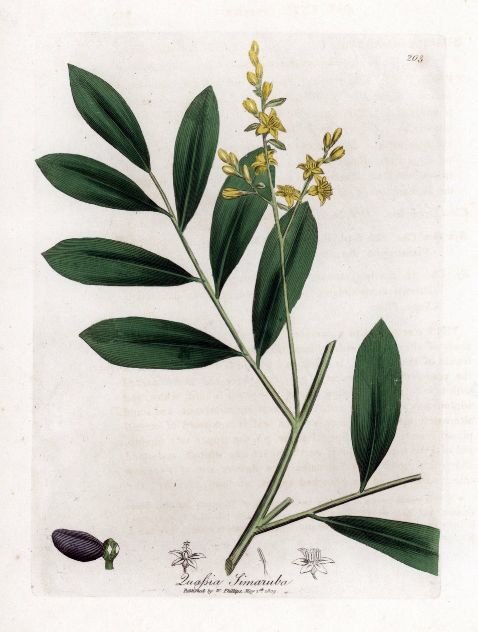 Hvit mahogni eller marupa - Simaruba, Simarouba amara. Håndfarget kobberstikk fra en botanisk illustrasjon av James Sowerby fra William Woodville og Sir William Jackson Hookers "" Medical Botany,"" John Bohn, London av James Sowerby