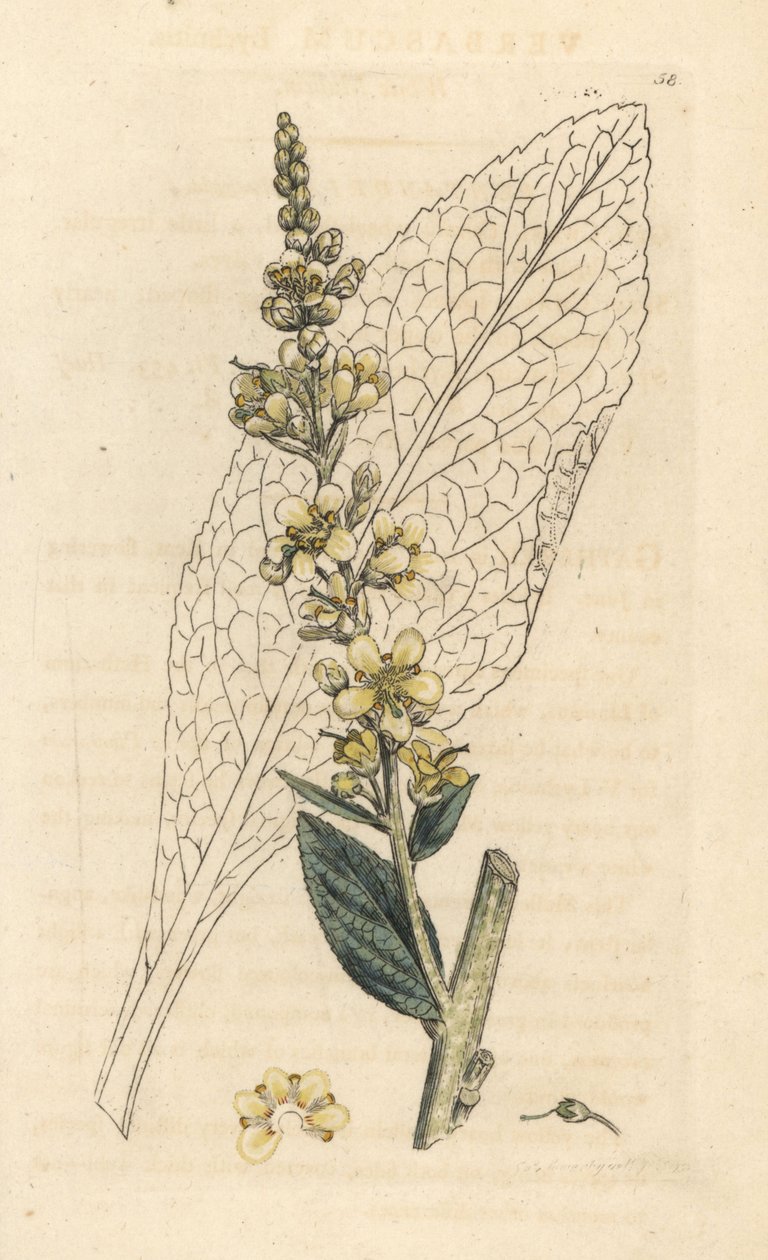 Hvit mullein, Verbasum lychnitis (molene) Håndfarget kobberstikk etter en illustrasjon av James Sowerby fra James Smith's English Botany, London av James Sowerby