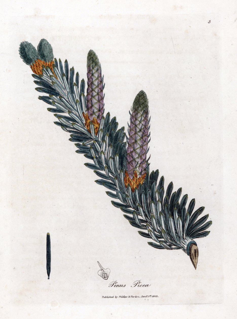 Hvit eller vanlig gran - Sølvgran, Abies alba. Håndfarget kobberstikk fra en botanisk illustrasjon av James Sowerby fra William Woodville og Sir William Jackson Hookers "" Medical Botany,"" John Bohn, London av James Sowerby
