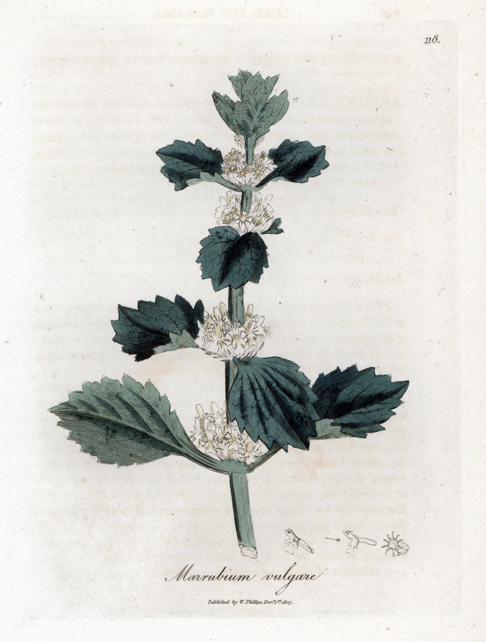 Hvit eller vanlig marrube - Hvit horehound, Marubium vulgare. Håndfarget kobberstikk fra en botanisk illustrasjon av James Sowerby fra William Woodville og Sir William Jackson Hookers "" Medical Botany,"" John Bohn, London av James Sowerby
