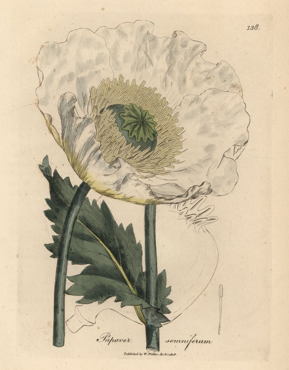 Hvit valmue, Papaver somniferum av James Sowerby