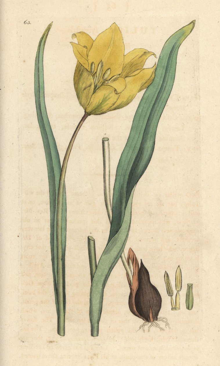 Vill tulipan, Tulipa sylvestris (vill tulipan) Håndfarget kobberstikk etter en illustrasjon av James Sowerby fra James Smith's English Botany, London av James Sowerby