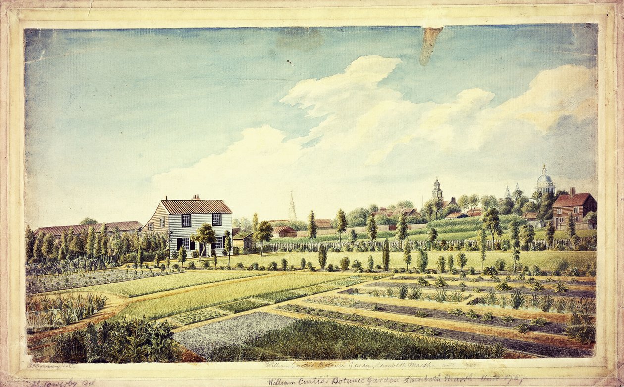 William Curtis botaniske hage, Lambeth Marsh, Ante 1787, ca. 1787 av James Sowerby
