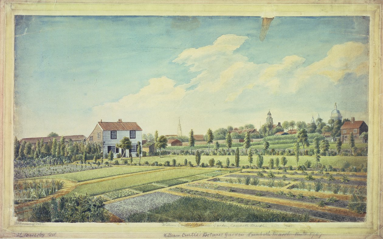 William Curtis