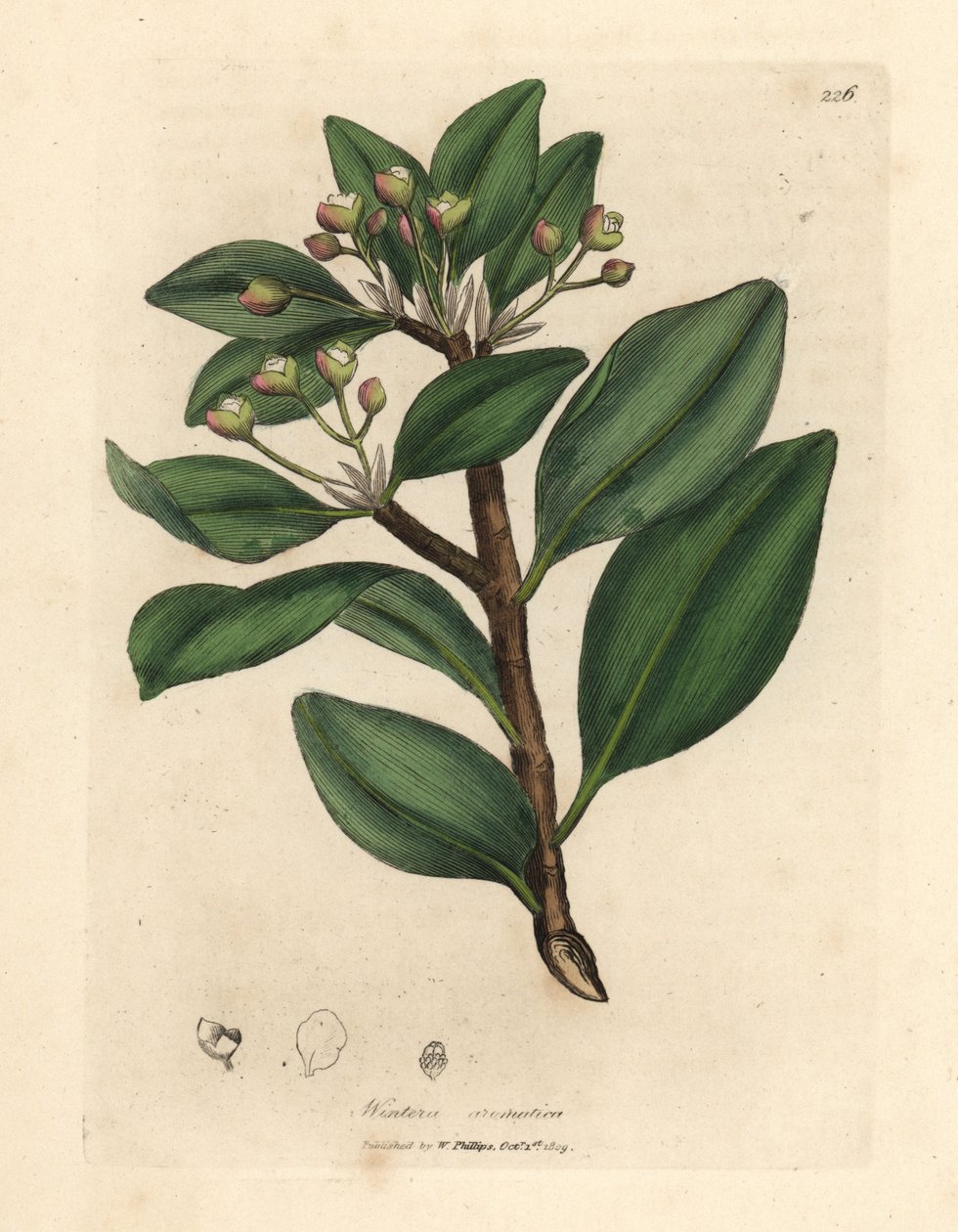 Vinterens barktre, Wintera aromatica, Drimys winteri av James Sowerby