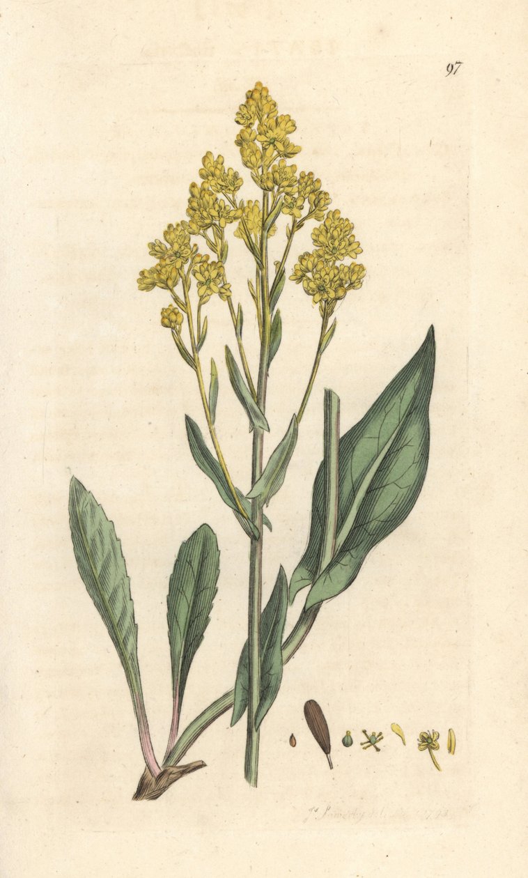 Woad, Isatis tinctoria (Pastel des dyers ou guede) Håndfarget kobberstikk etter en illustrasjon av James Sowerby fra James Smith's English Botany, London av James Sowerby