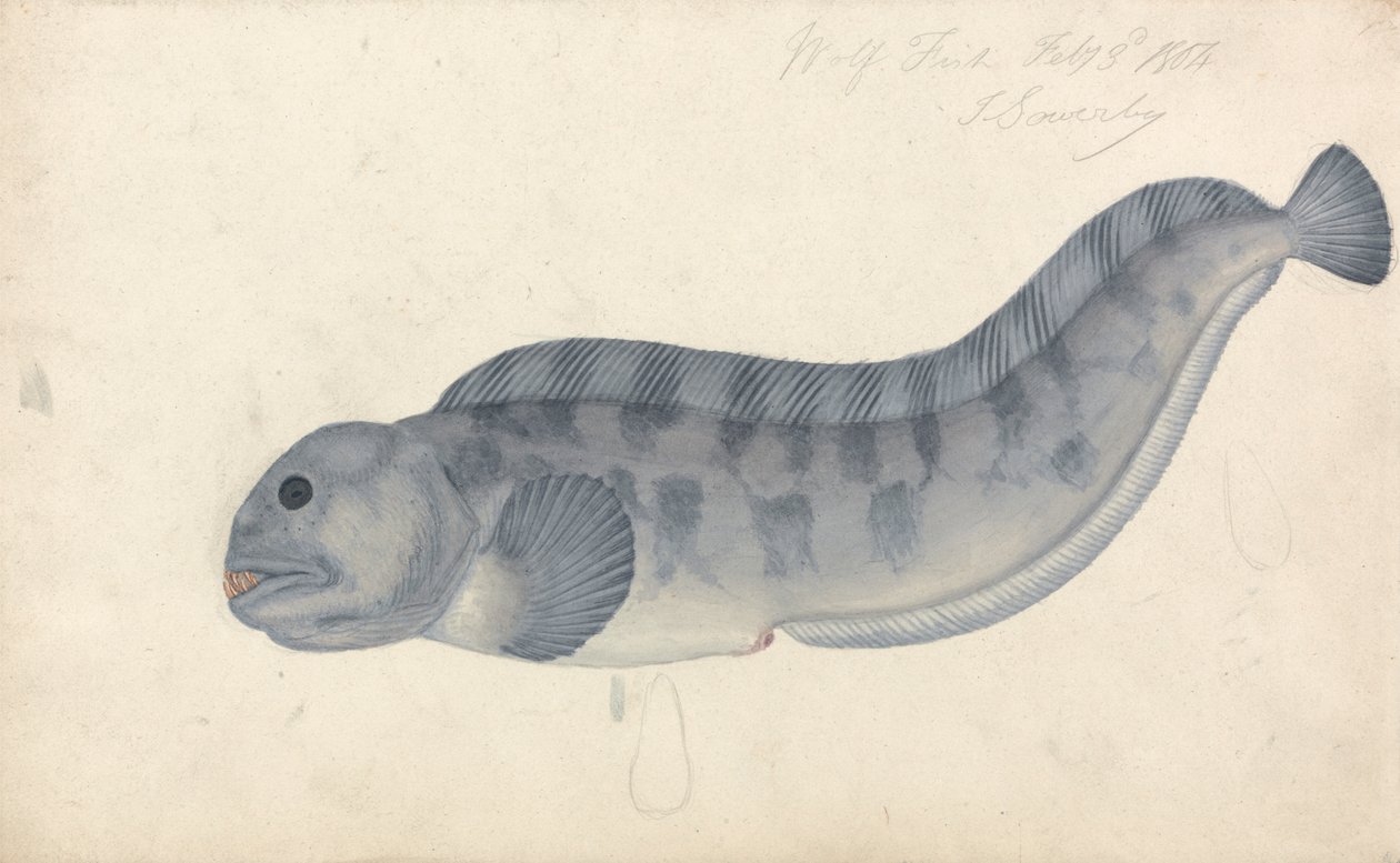 Ulvefisk av James Sowerby