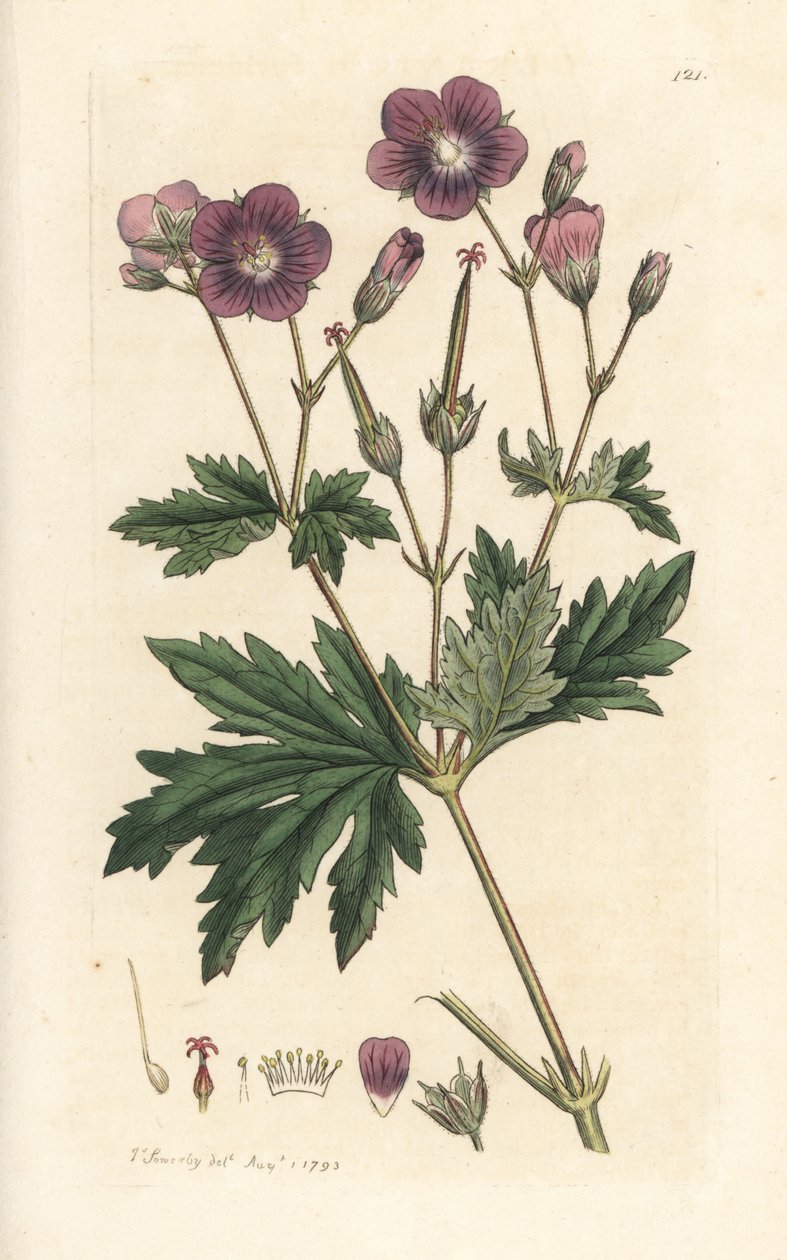 Trenebb eller skogspelargonium, Geranium sylvatium (tre geranium) Håndfarget kobberstikk etter en illustrasjon av James Sowerby fra James Smith's English Botany, London av James Sowerby