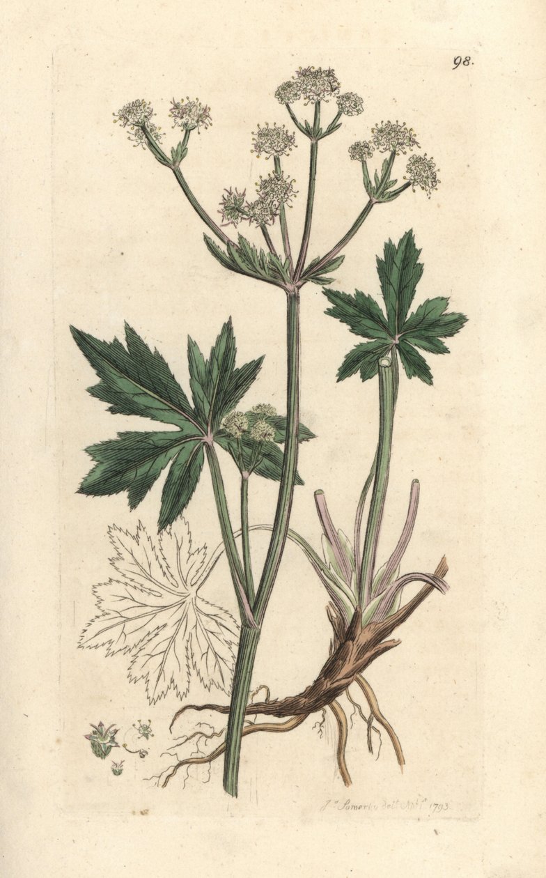 Tresanikel, Sanicula europaea. Håndfarget kobberstikk etter en illustrasjon av James Sowerby fra James Smith's English Botany, London av James Sowerby