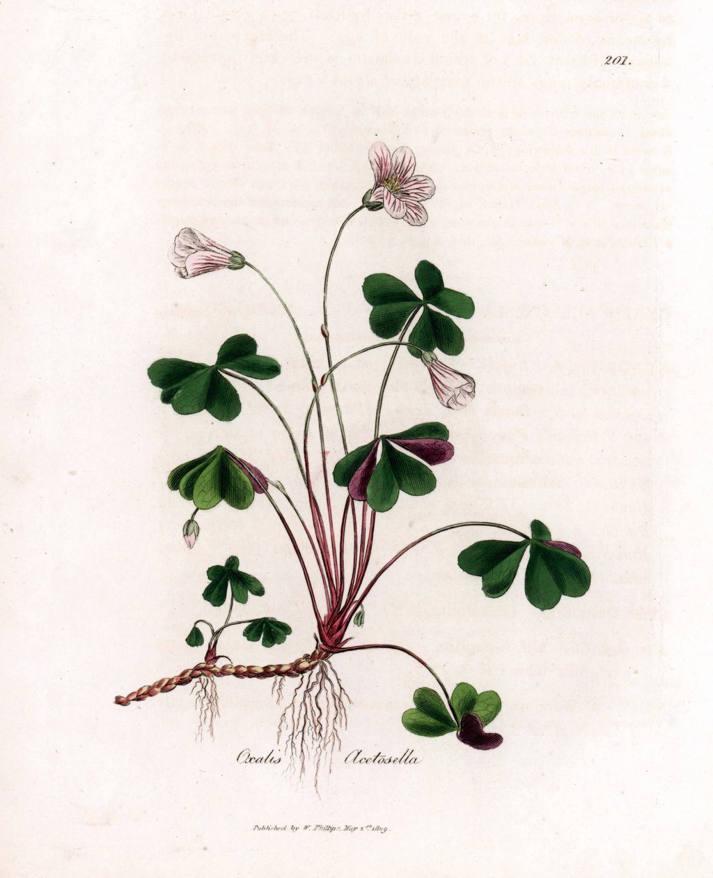 Vedsyre eller vedoksalid - Vedsyre, Oxalis acetosella. Håndfarget kobberstikk fra en botanisk illustrasjon av James Sowerby fra William Woodville og Sir William Jackson Hookers "" Medical Botany,"" John Bohn, London av James Sowerby