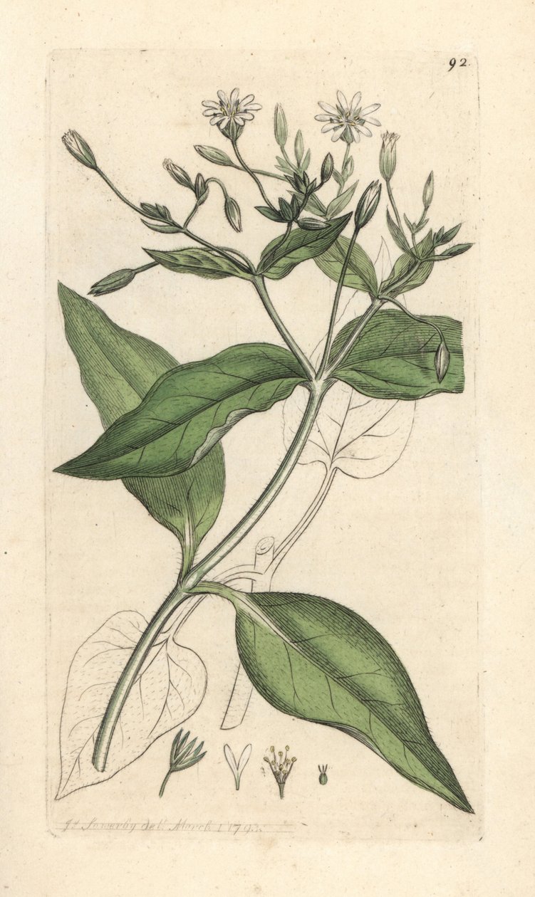 Wood stichwort, Stellaria nemorum Håndfarget kobberstikk etter en illustrasjon av James Sowerby fra James Smith's English Botany, London av James Sowerby