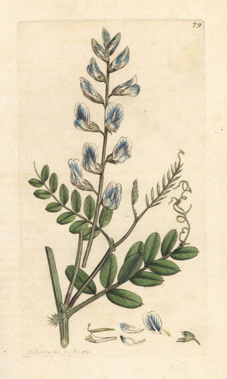 Vedvikke, Vicia sylvatica (vesce des bois) Håndfarget kobberstikk etter en illustrasjon av James Sowerby fra James Smith's English Botany, London av James Sowerby