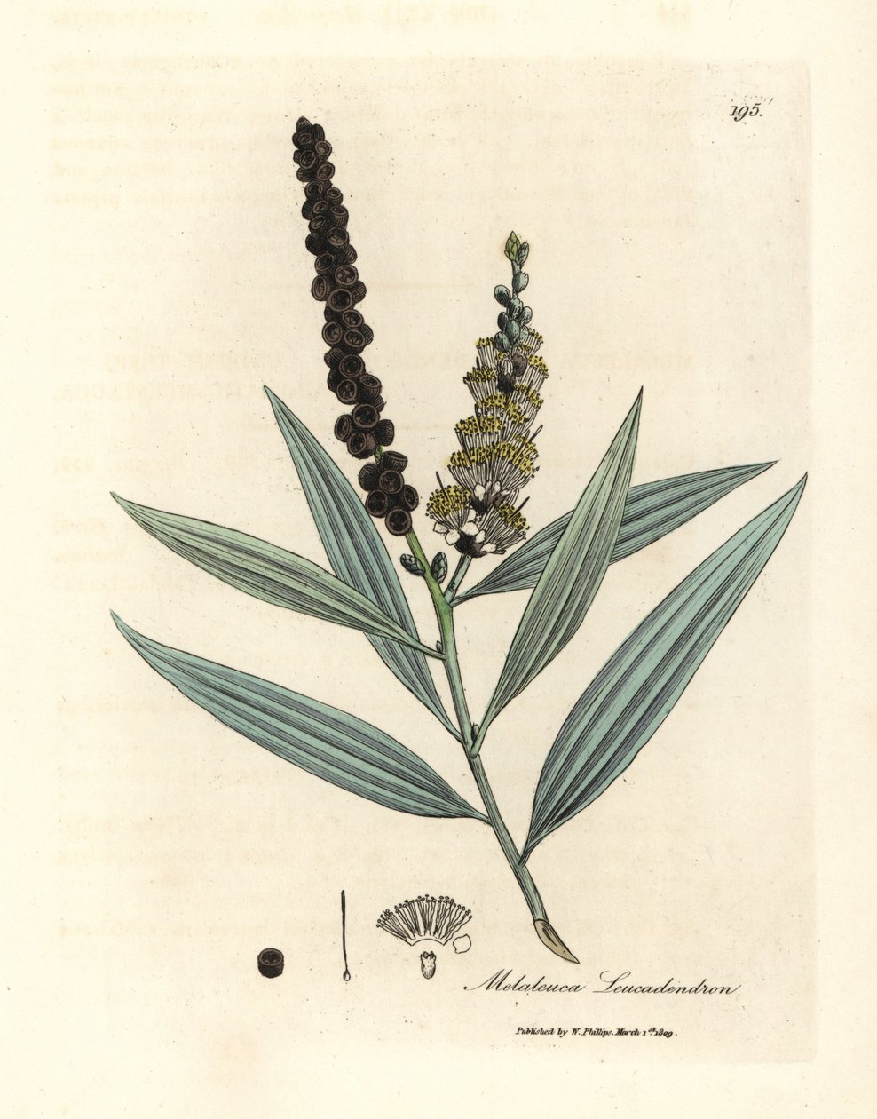 Gulblomstret cajeput-tre, Melaleuca leucadendron av James Sowerby